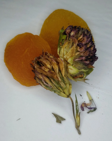 Apricot Red Clover Tea